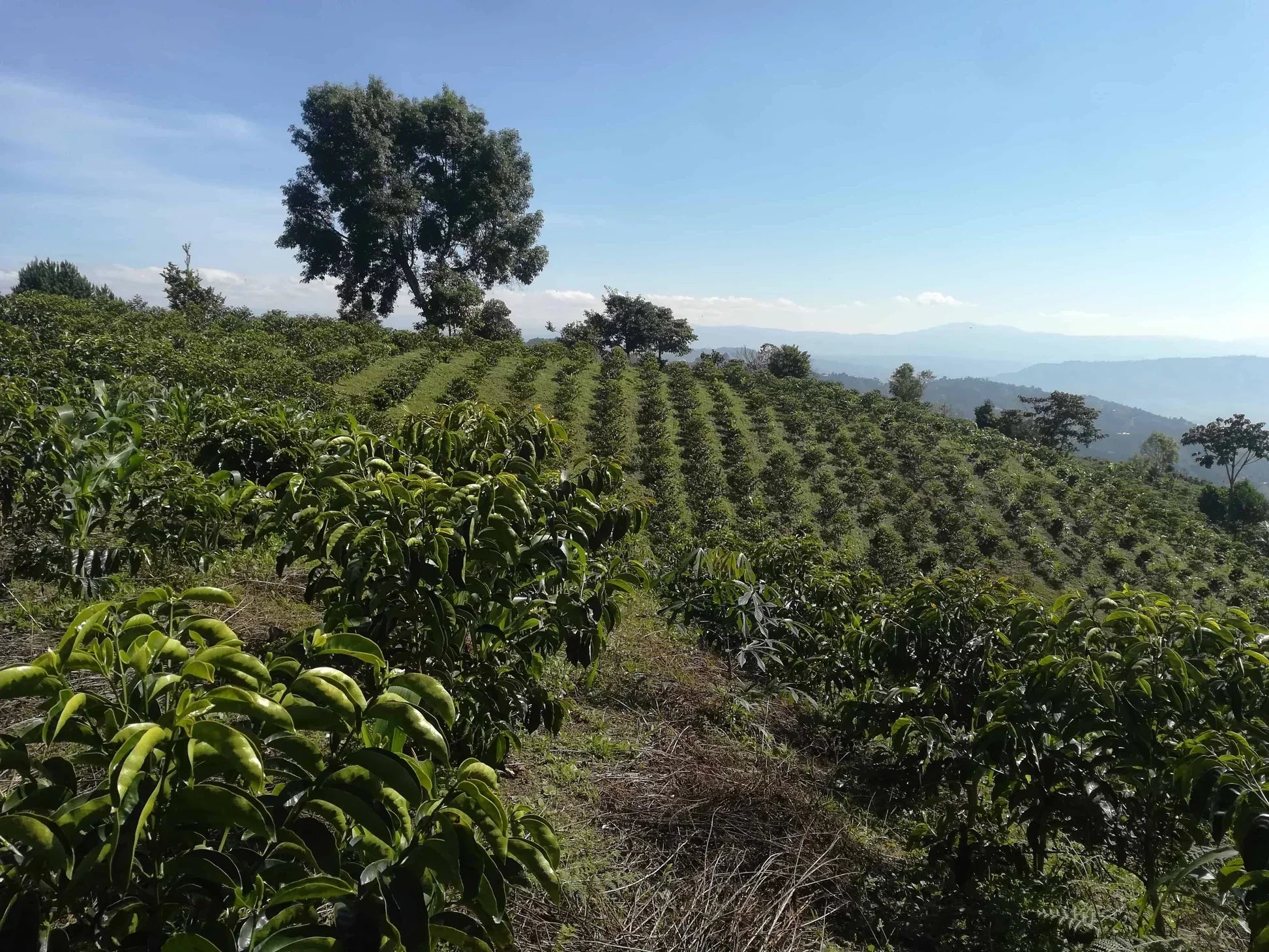 Finca El Diviso