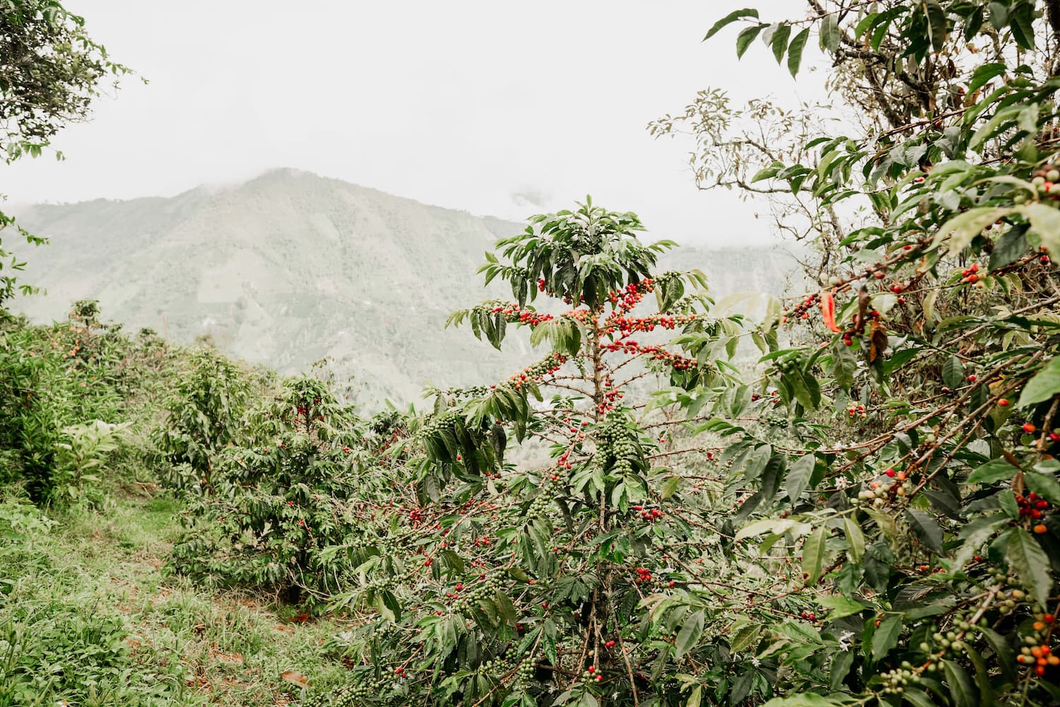 Finca Costa Rica