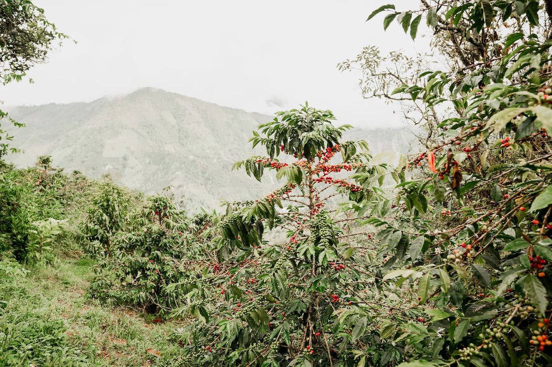 Finca Costa Rica