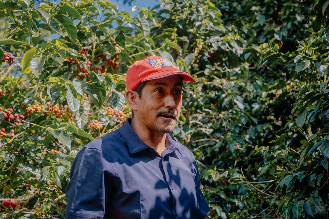 A sweet and bright coffee from Donaldo Villatoro in Huehuetenango, Guatemala.  Notes of red apple, orange and milk chocolate.