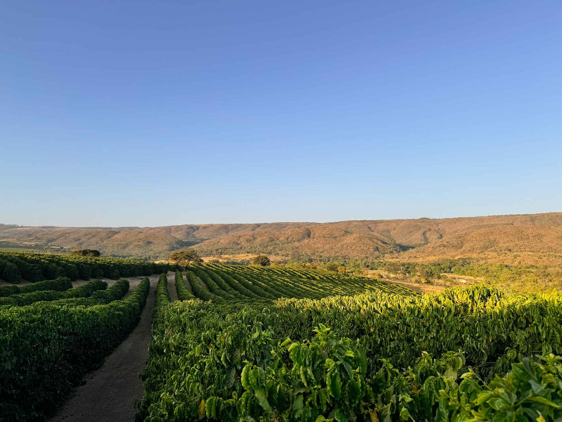 Fazenda Nunes