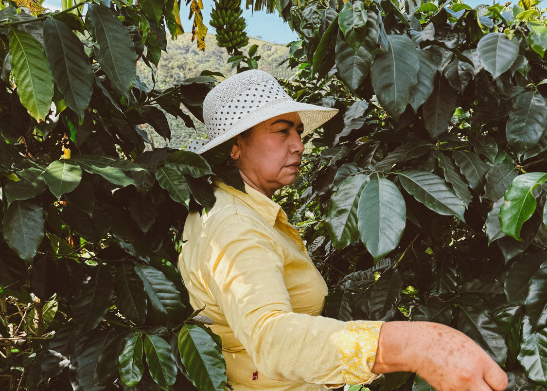 Meet Miriam Quesada, a dedicated second-generation producer shaping distinctive Pink Bourbon lots at her farm, El Guayacan.