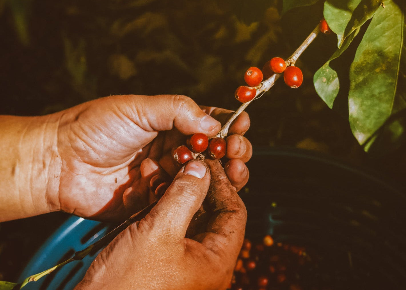 Finca Calahute