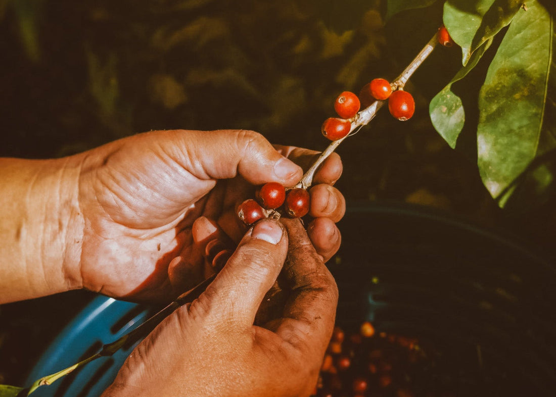 Finca Calahute
