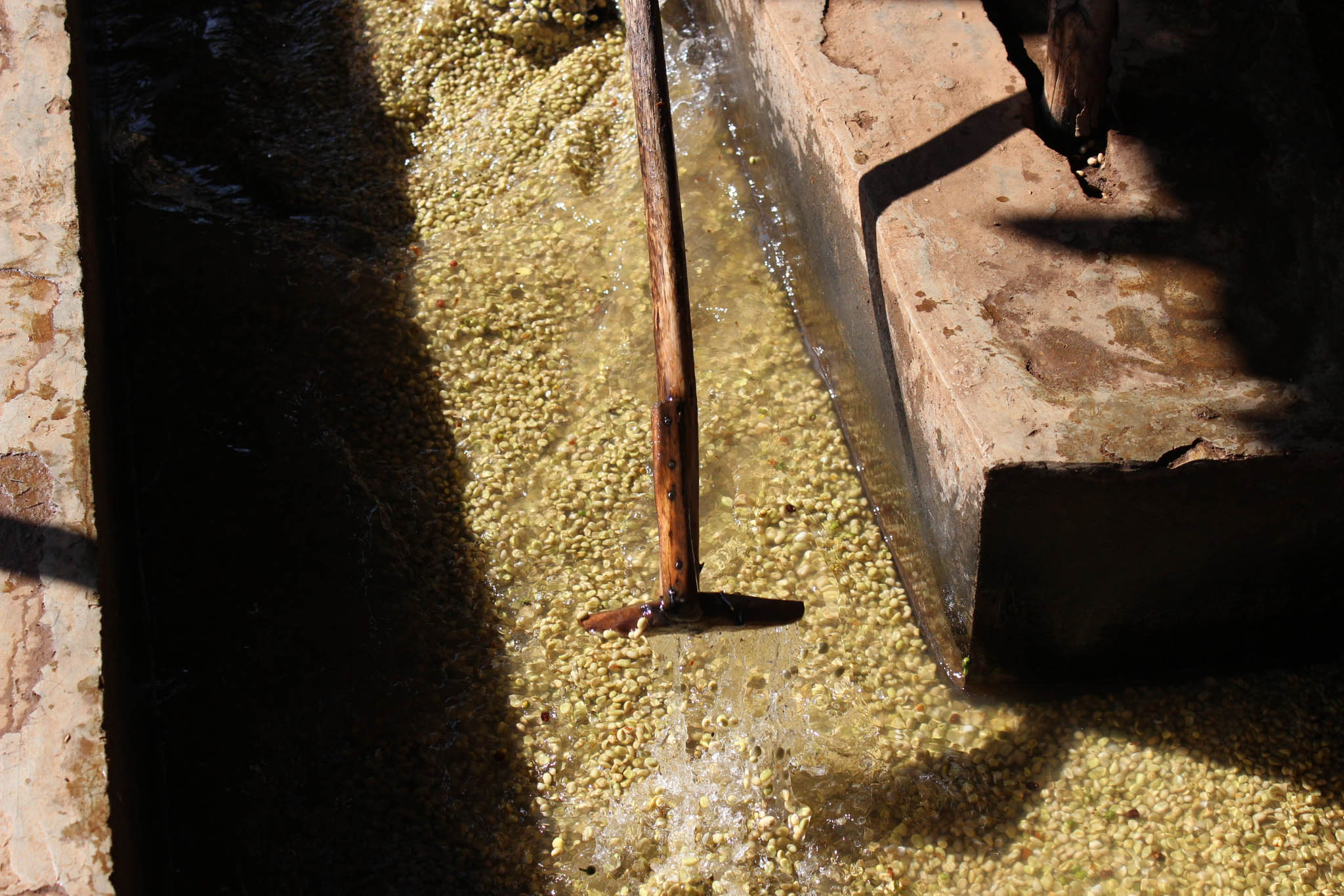 Adorsi washing station in Aricha, Yirgacheffe, Ethiopia. Coffee selected for Wide Awake's Anemone espresso, featuring notes of apricot, tangerine, honey and elderflower.