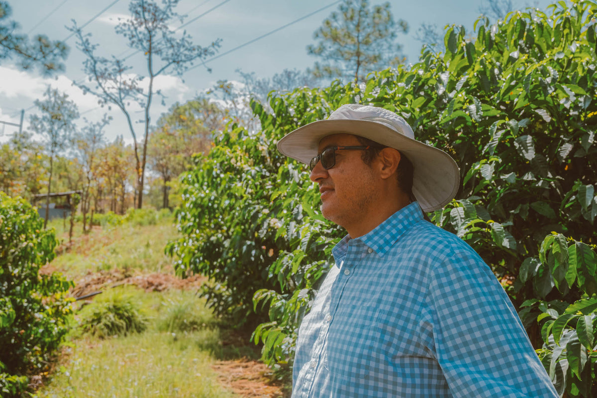 One of our staples on Saoko. This classic gesha comes from our longtime collaborator Alejandro at Finca Rosma. On our recent visit we saw firsthand the detail and care that goes into this delicate coffee. Rosma’s gesha has consistently scored top 5 in Guatemala’s Cup of Excellence. Expect a bright and juicy profile with notes of white flowers, green grapes and sage.