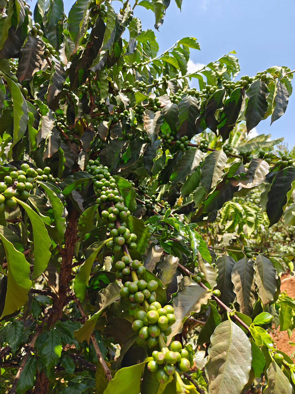 Peterson and Purity Muthathai, third-generation producers at Ngaratua Estate in Embu, Kenya. Producers of our latest Juicebox release, a fruity and rich filter coffee.