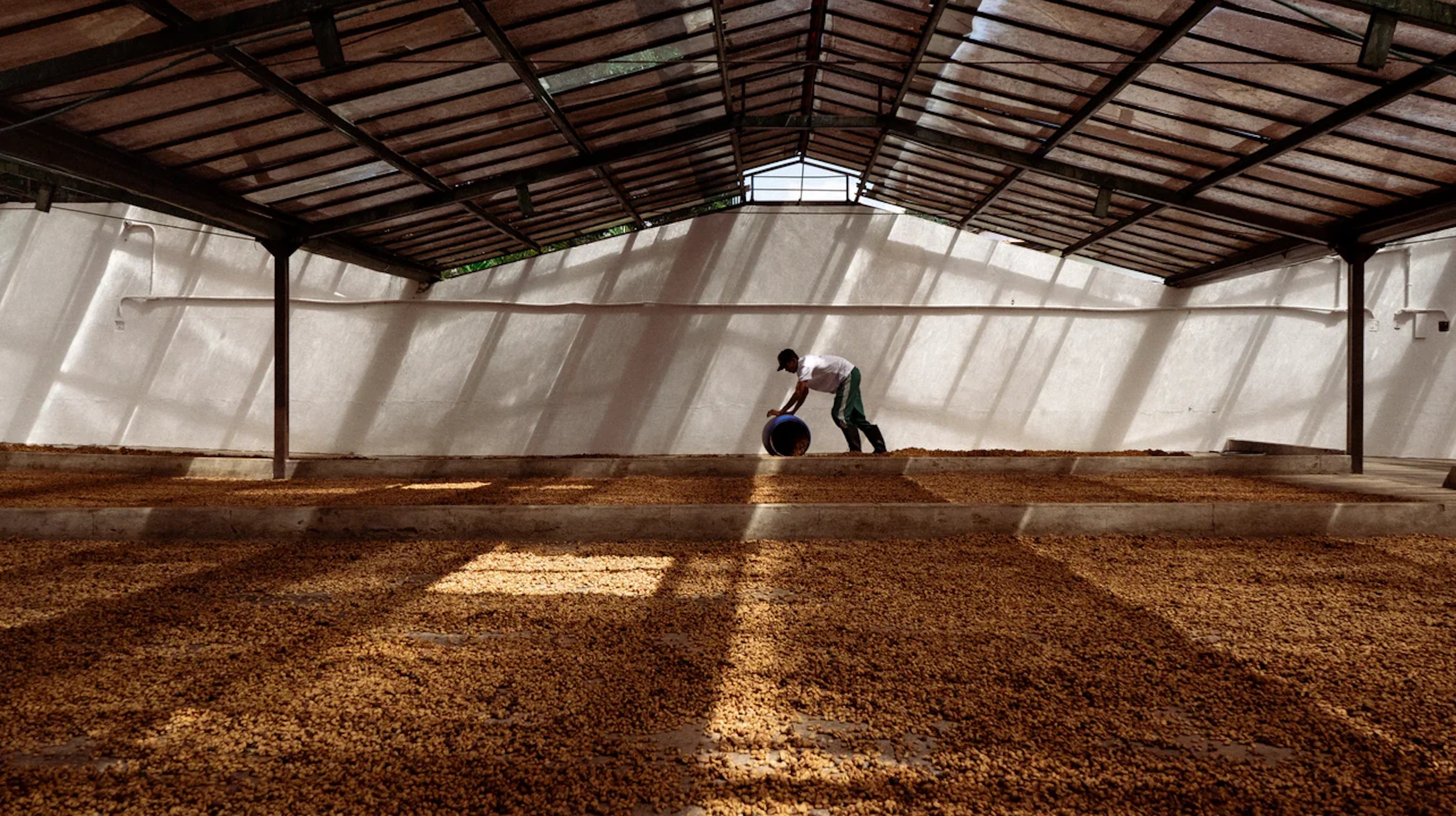Sebastián Ramírez-El Placer, Colombia, Huila, Maragesha variety ,a rare and innovative coffee with exceptional complexity selected for our Wildcard series, perfect to be used on filter.