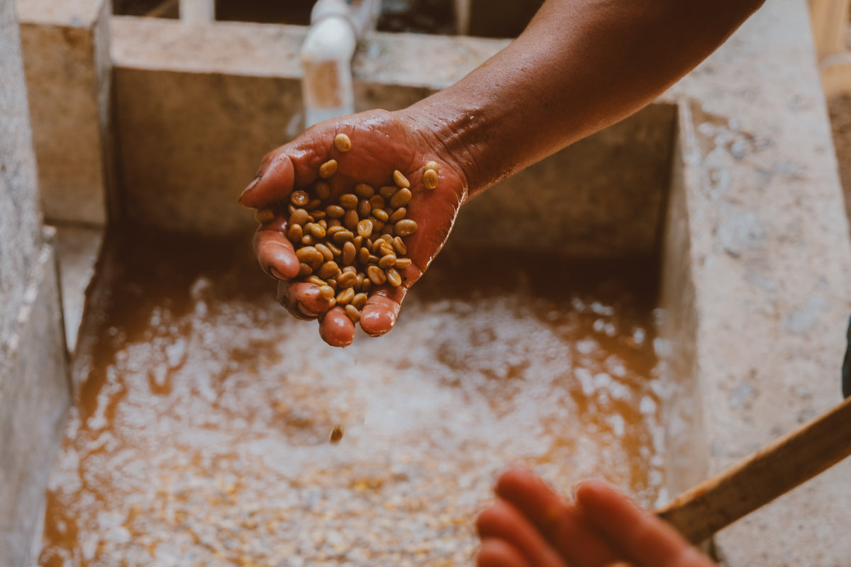 A sweet and bright coffee from Donaldo Villatoro in Huehuetenango, Guatemala. We met Donaldo and his family on a Guatemala tour in 2026 and were met with incredible kindness. His coffee is a washed bourbon with a juicy and fruity cup profile. Notes of red apple, orange and milk chocolate.
