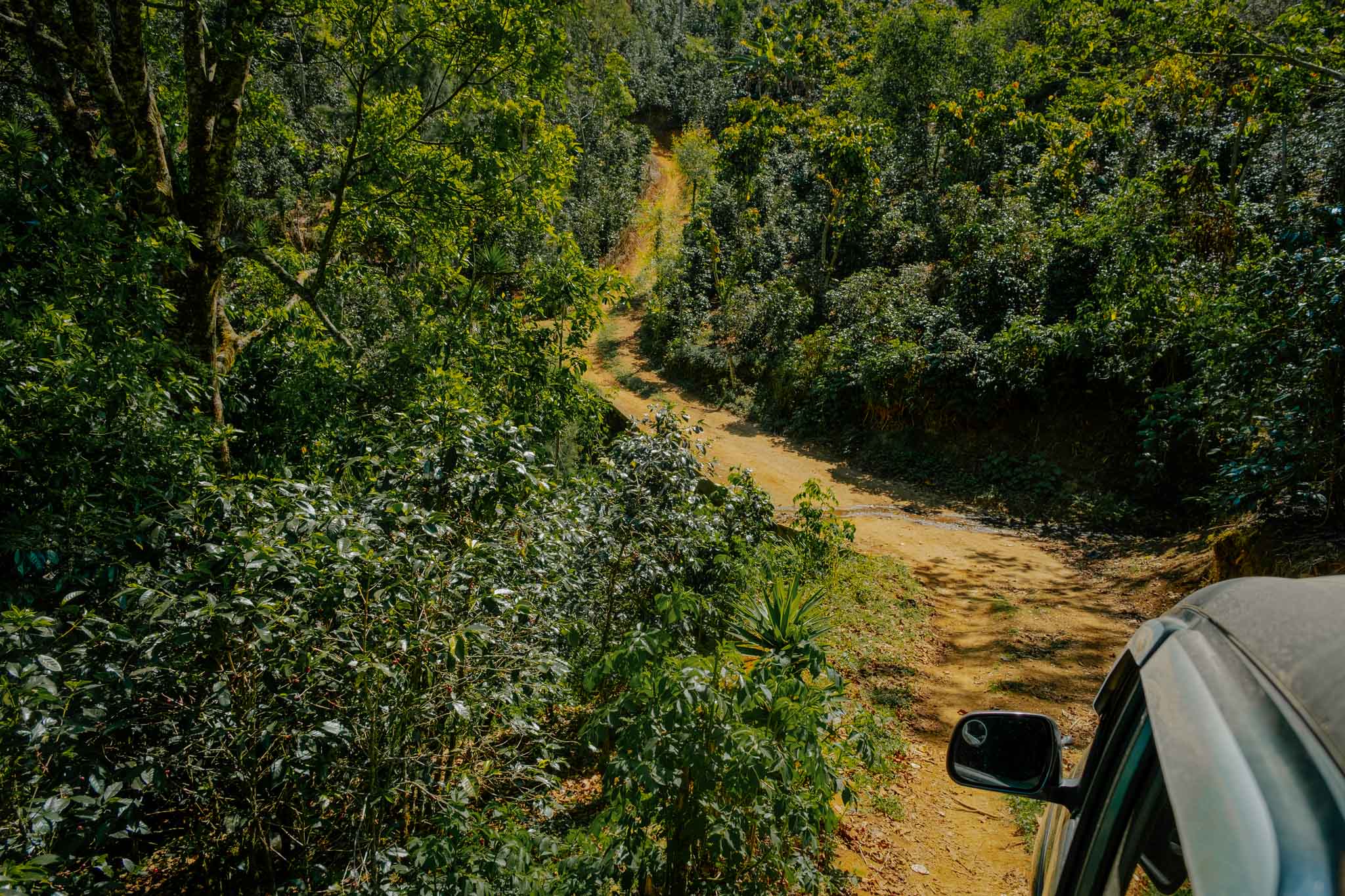 A sweet and bright coffee from Donaldo Villatoro in Huehuetenango, Guatemala. We met Donaldo and his family on a Guatemala tour in 2026 and were met with incredible kindness. His coffee is a washed bourbon with a juicy and fruity cup profile. Notes of red apple, orange and milk chocolate.