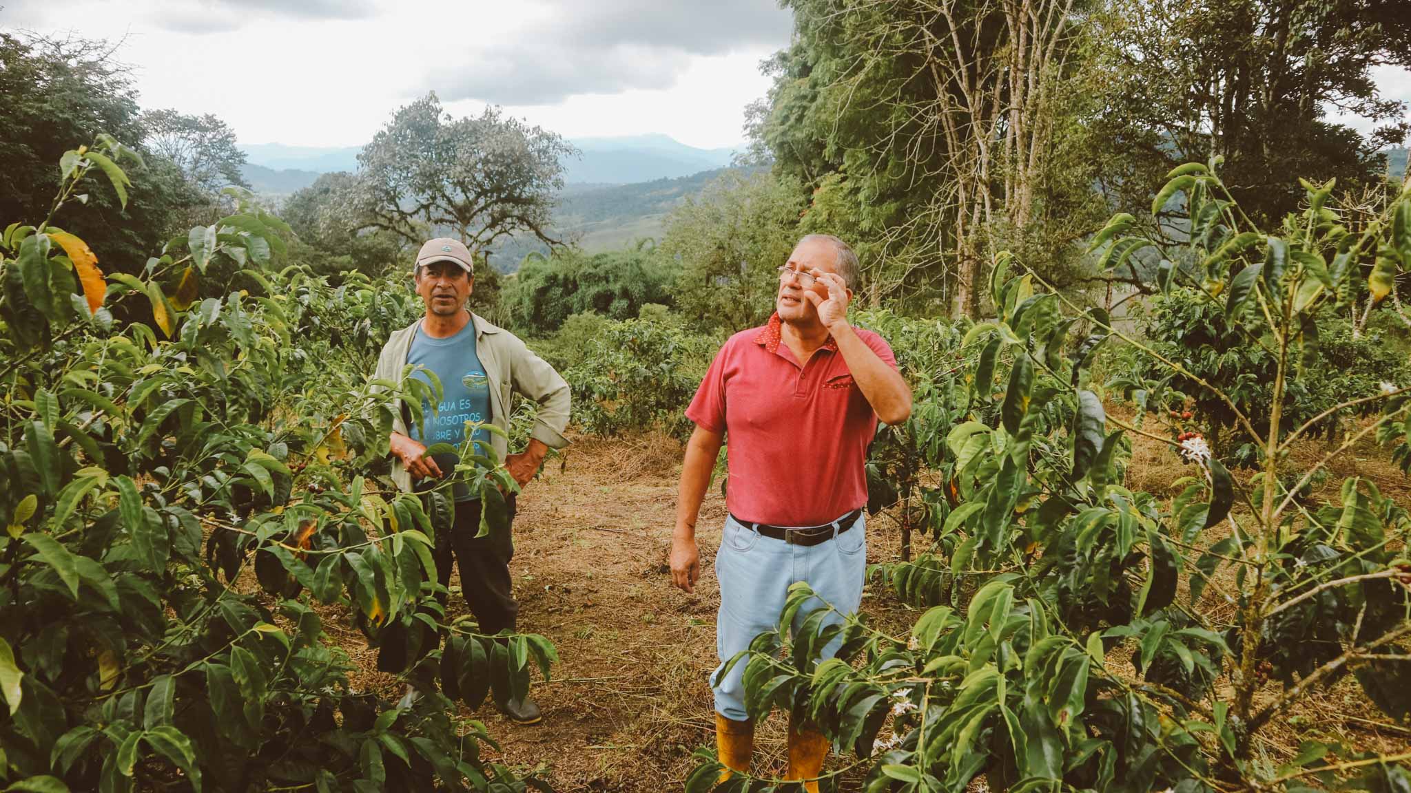 Julio Ullauri at El Rocío farm in Tulipe, Ecuador. Producer of a bright and tea-like Sidra featured in Saoko, our series dedicated to rare and exceptional nanolot coffees.