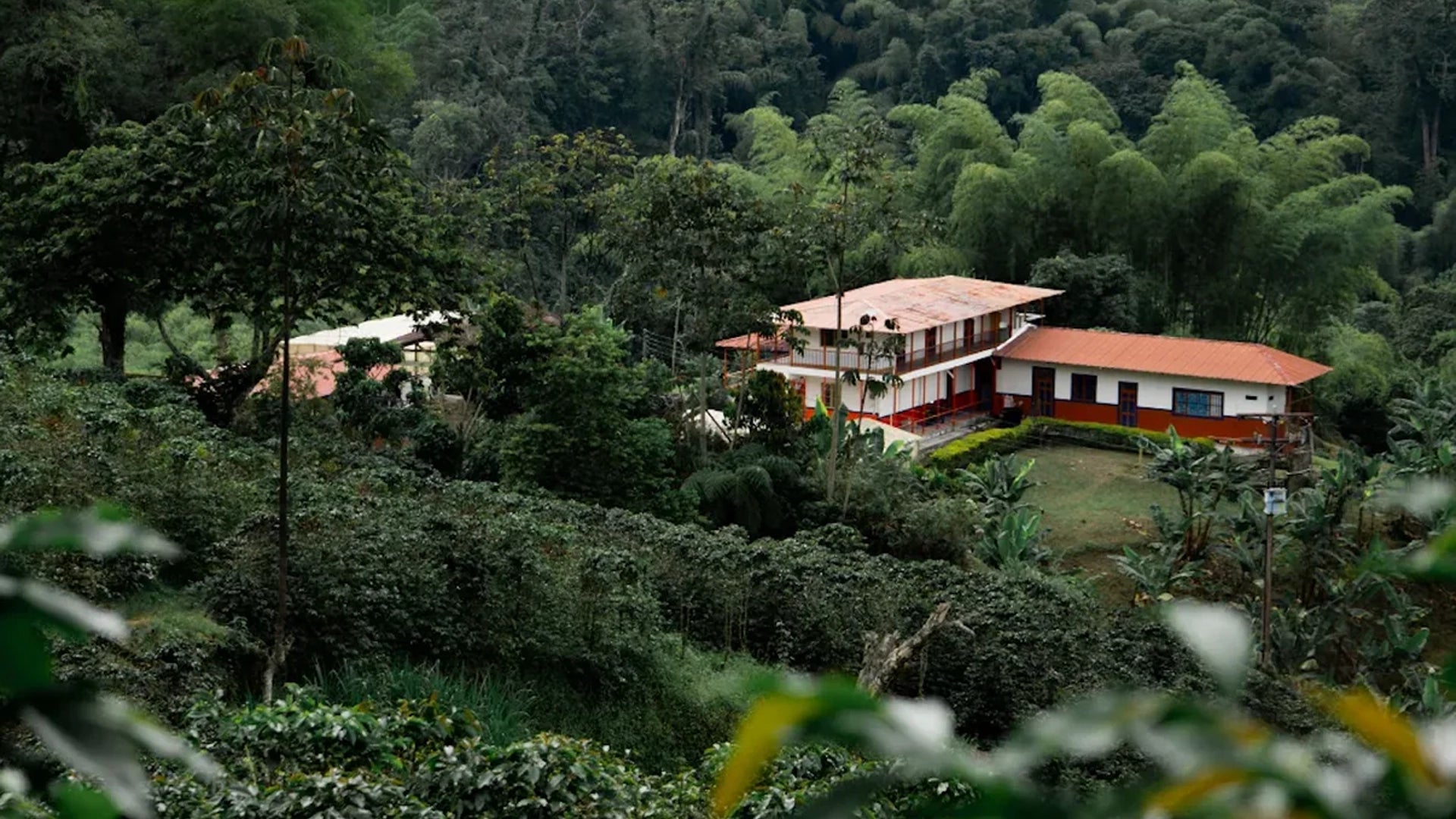 Sebastián Ramírez-El Placer, Colombia, Huila, Maragesha variety ,a rare and innovative coffee with exceptional complexity selected for our Wildcard series, perfect to be used on filter.
