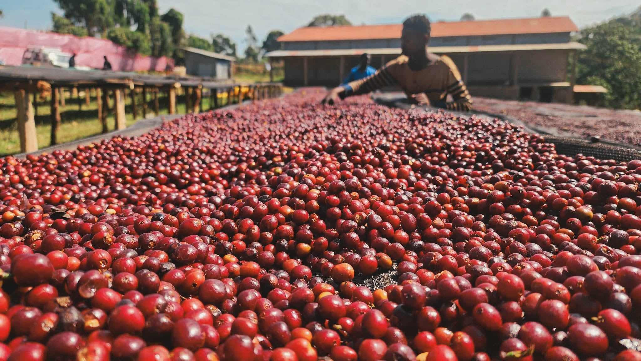 A fruity and jammy coffee from Chelchele in Ethiopia's Gedeo Zone. Grown by smallholders around the village of Chelchele and dried naturally at the local processing site, this coffee is bursting with sweetness. Expect notes of strawberry, blackberry and peach.