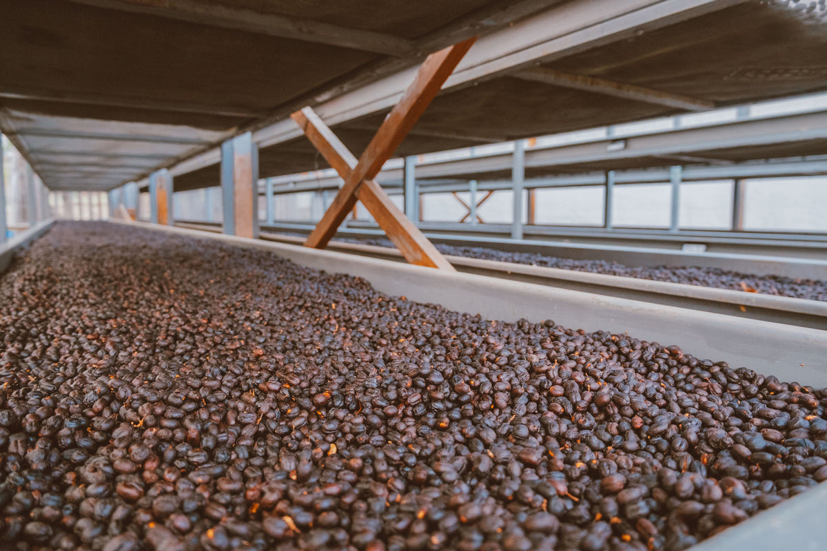 A complex, fruity and juicy coffee from our friend Alejandro Morales at Finca Los Aguacatones. Alejandro produces award-winning coffees in the Sierra de los Cuchumatanes of Huehuetenango, Guatemala. We’ve been closely working with the Morales family since 2025.