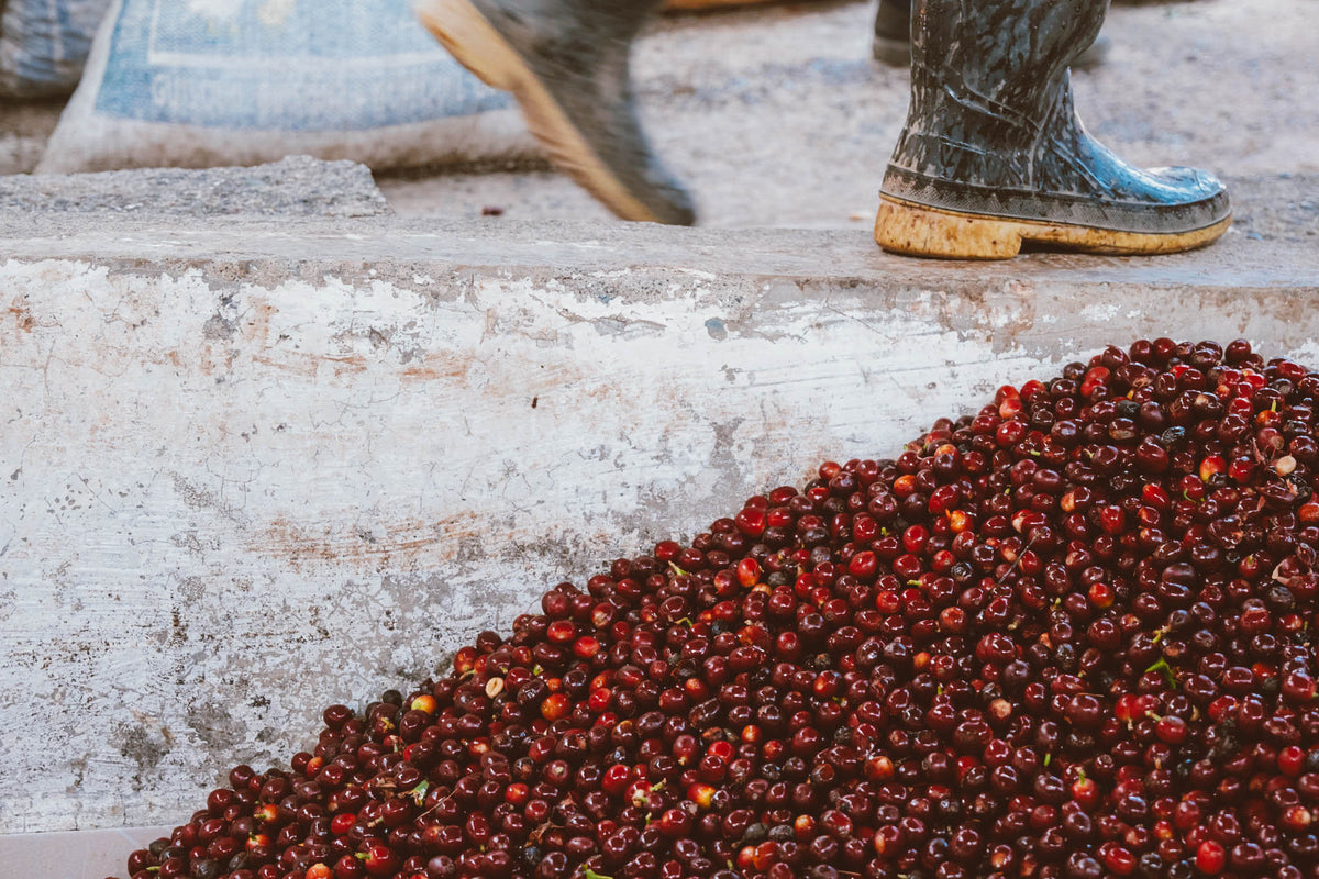 A complex, fruity and juicy coffee from our friend Alejandro Morales at Finca Los Aguacatones. Alejandro produces award-winning coffees in the Sierra de los Cuchumatanes of Huehuetenango, Guatemala. We’ve been closely working with the Morales family since 2025.