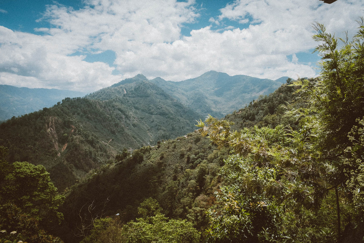 One of our staples on Saoko. This classic gesha comes from our longtime collaborator Alejandro at Finca Rosma. On our recent visit we saw firsthand the detail and care that goes into this delicate coffee. Rosma’s gesha has consistently scored top 5 in Guatemala’s Cup of Excellence. Expect a bright and juicy profile with notes of white flowers, green grapes and sage.