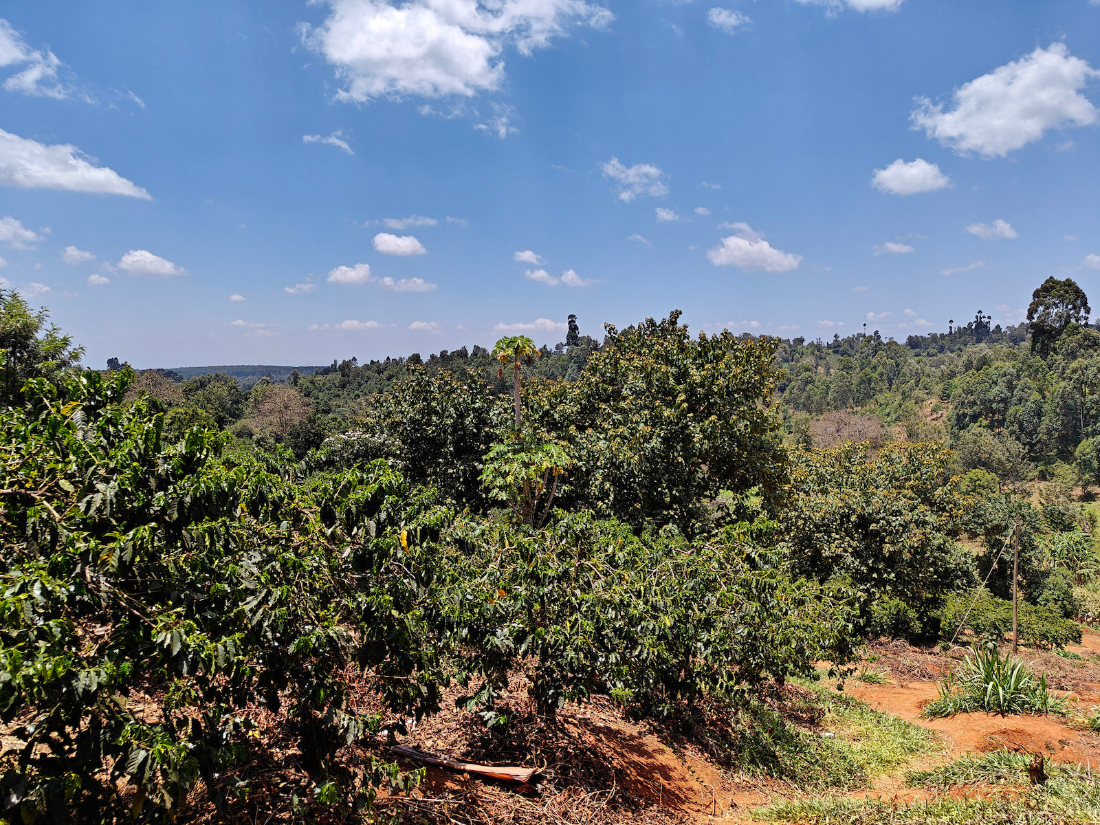 Peterson and Purity Muthathai, third-generation producers at Ngaratua Estate in Embu, Kenya. Producers of our latest Juicebox release, a fruity and rich filter coffee.