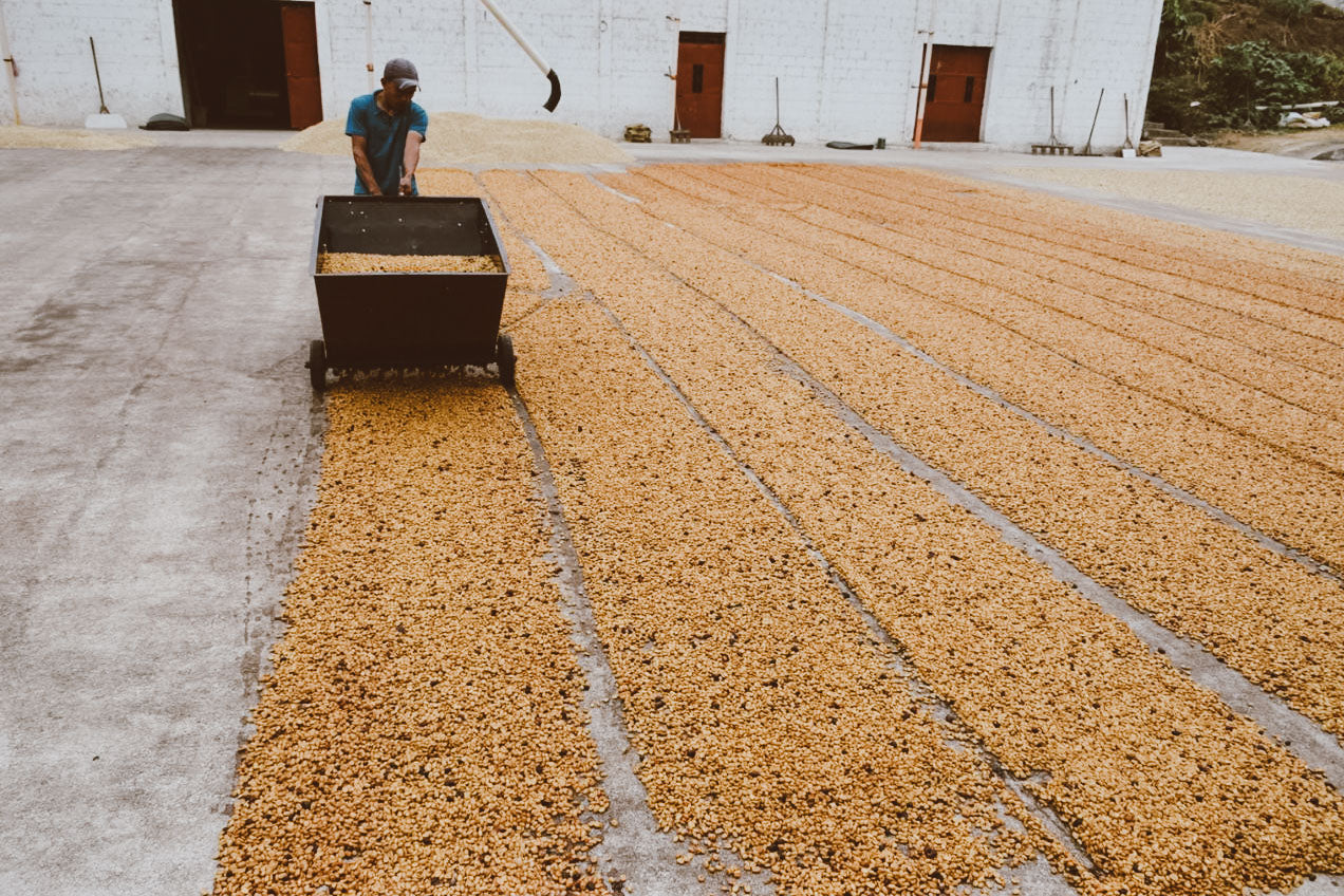 Finca Calahute grows on high mountain slopes in San Pedro Necta, where cool air slows the ripening of each cherry.