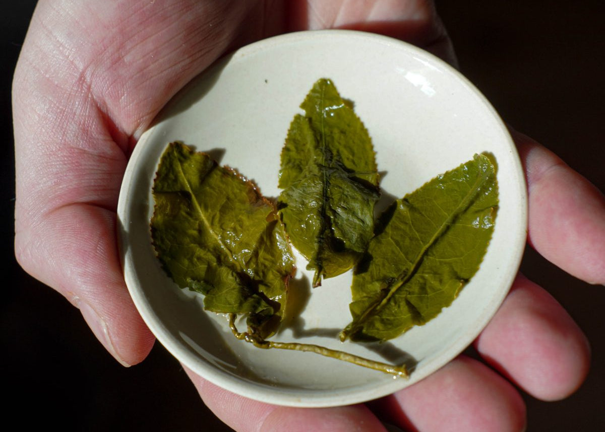 Milky Oolong, a light to medium-roasted oolong from the Jin Xuan cultivar, is known for its naturally smooth, creamy, and floral flavor. Its vibrant green, tightly rolled leaves unfurl when brewed, releasing a rich aroma and producing a bright golden-green infusion with a lingering sweetness. The steeped leaves remain whole and delicate, with red-tipped edges. Unlike many artificially flavored Milky Oolongs, our tea’s creamy fragrance is entirely natural, offering a subtly rich and satisfying taste.